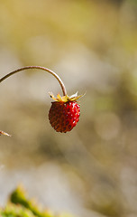 Image showing wild strawberry