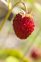 Image showing wild strawberry