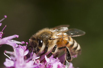 Image showing honey bee