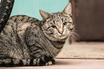 Image showing Grey tabby cat