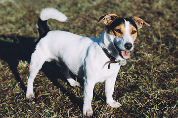 Image showing Jack Russell Terrier 