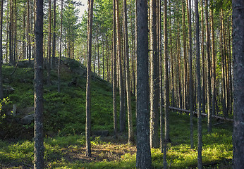 Image showing Green hill in coniferous forest