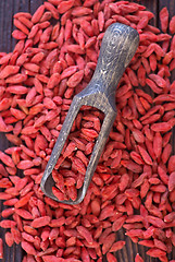 Image showing dry red berries