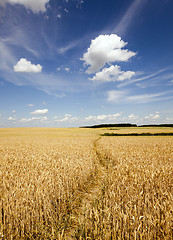 Image showing footpath in the field  