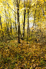 Image showing the autumn wood  