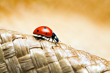 Image showing ladybug