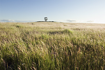 Image showing Pasture field