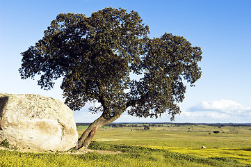 Image showing Oak tree – Quercus ilex