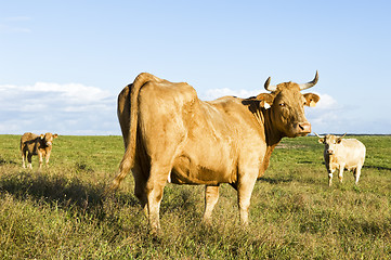 Image showing Staring cow