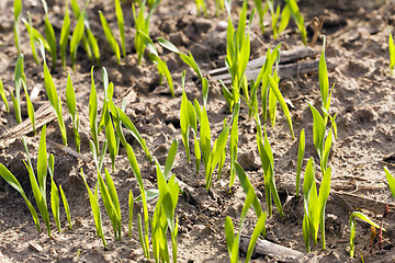 Image showing sprouted wheat  Close-up.