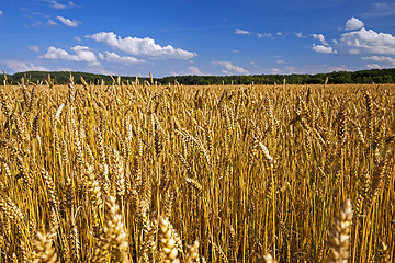 Image showing   field,    ripe wheat