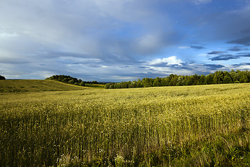 Image showing wheat field ,  Stormy  