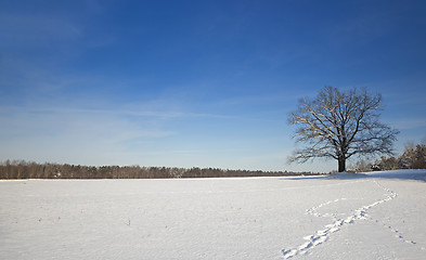 Image showing lonely tree,  winter 