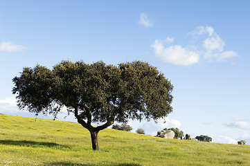 Image showing Oak tree – Quercus ilex