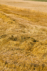 Image showing harvest cereals ,  reaped