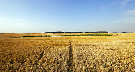 Image showing path in the agricultural field  
