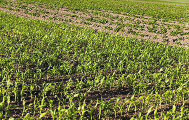 Image showing corn sprouts , close up