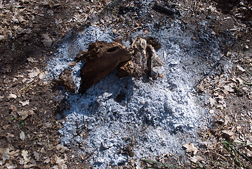 Image showing burned tree root