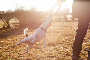 Image showing Woman playing with dog