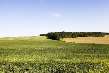 Image showing field with cereals  