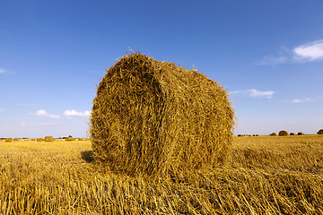 Image showing Stack of straw  