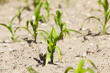 Image showing young sprout of corn 