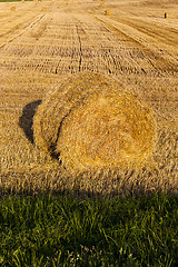 Image showing  after wheat harvesting