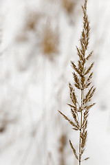 Image showing grass seed in winter  