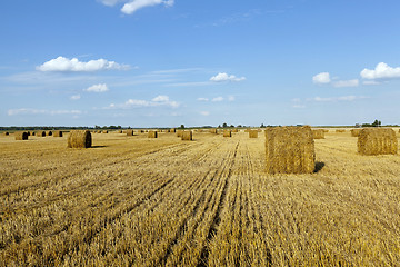 Image showing haystacks  after harvesting 