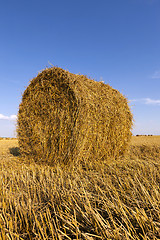 Image showing  after harvesting cereal