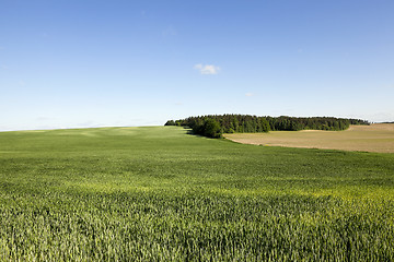 Image showing immature green grass  