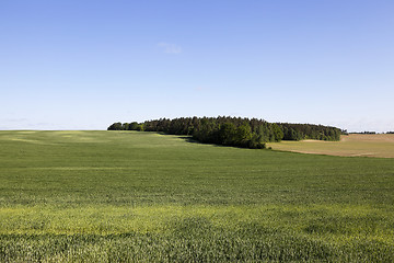 Image showing immature green grass  