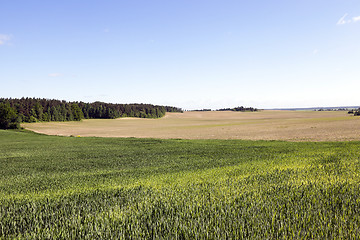 Image showing immature green grass  