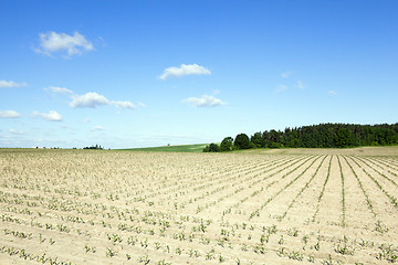 Image showing Corn field, summer  