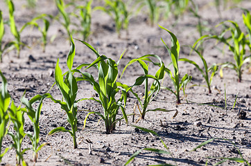 Image showing Field of green corn  