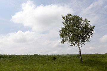 Image showing tree on a hill  