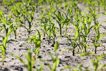 Image showing agricultural field with corn 