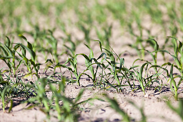Image showing green corn. Spring 