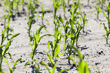 Image showing corn field. close-up 