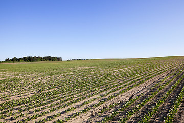 Image showing beetroot sprouts,  spring 