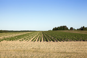 Image showing potato field, spring 