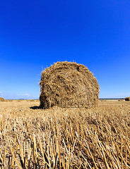 Image showing agriculture , close up