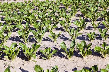 Image showing  field with beetroot - 