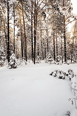 Image showing   trees   winter season.