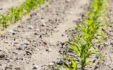 Image showing Field with corn  