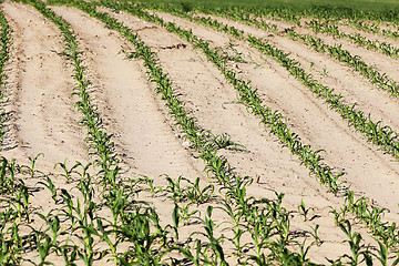 Image showing corn field. close-up  