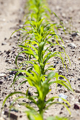 Image showing Field with corn 