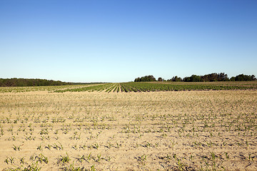 Image showing potato field, spring  