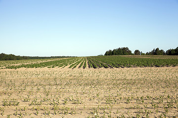 Image showing potato field, spring  