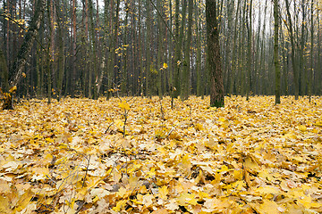 Image showing trees in the fall  